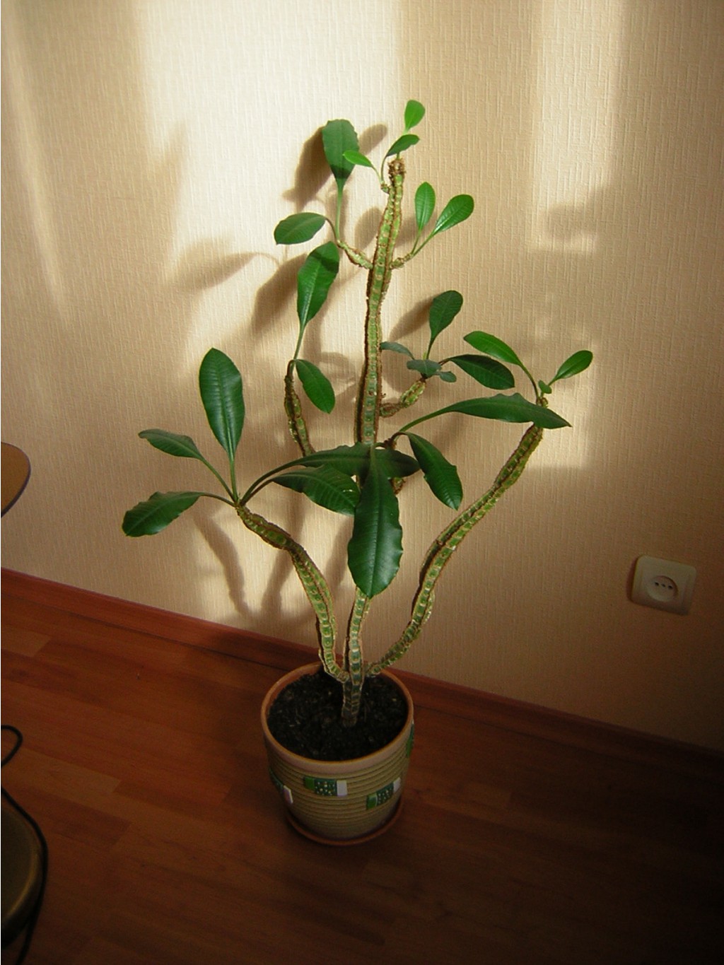 DSCN1411.JPG