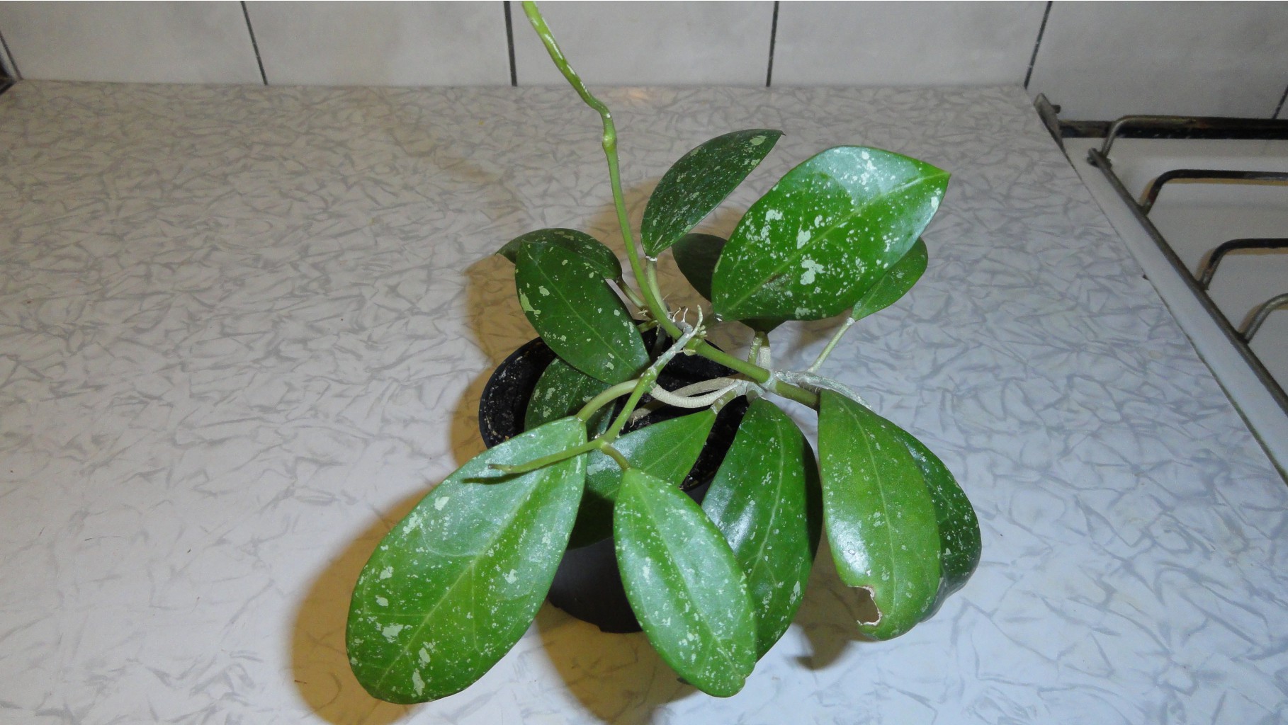 - 271 ... Hoya cf. acuta yellow flowers and thick-splash leaves EPC-271.