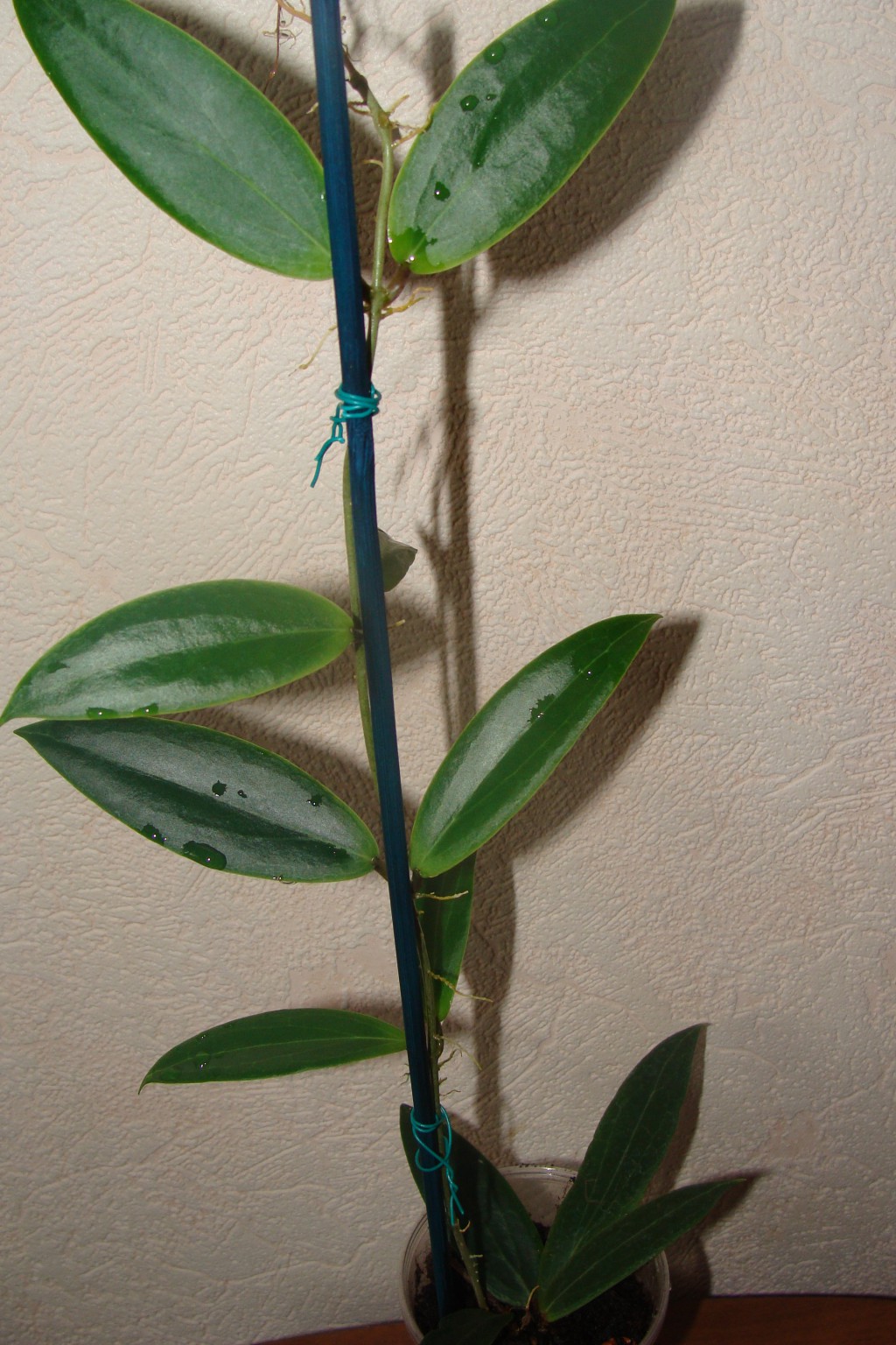 Hoya blashernaezii