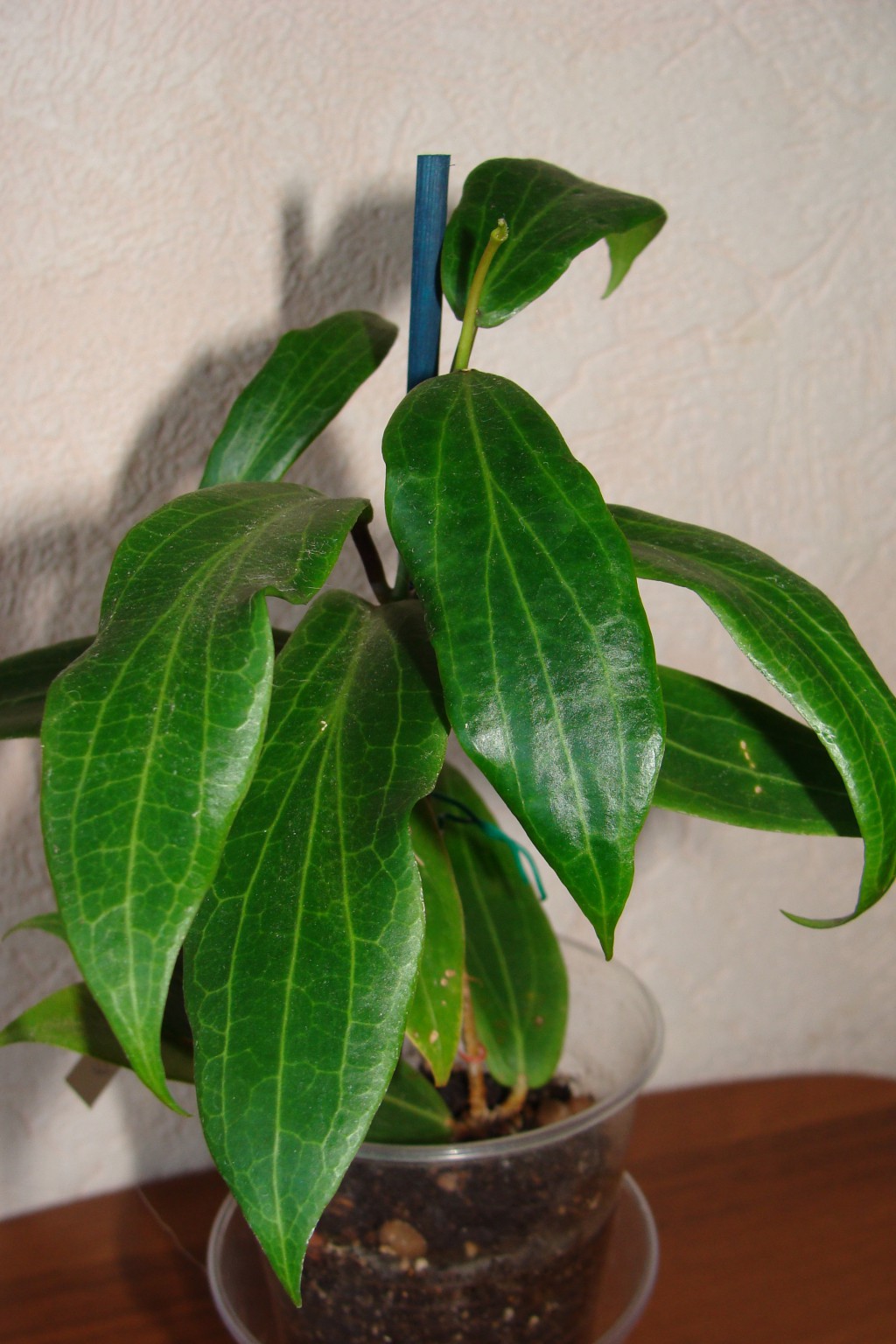 Hoya bordenii