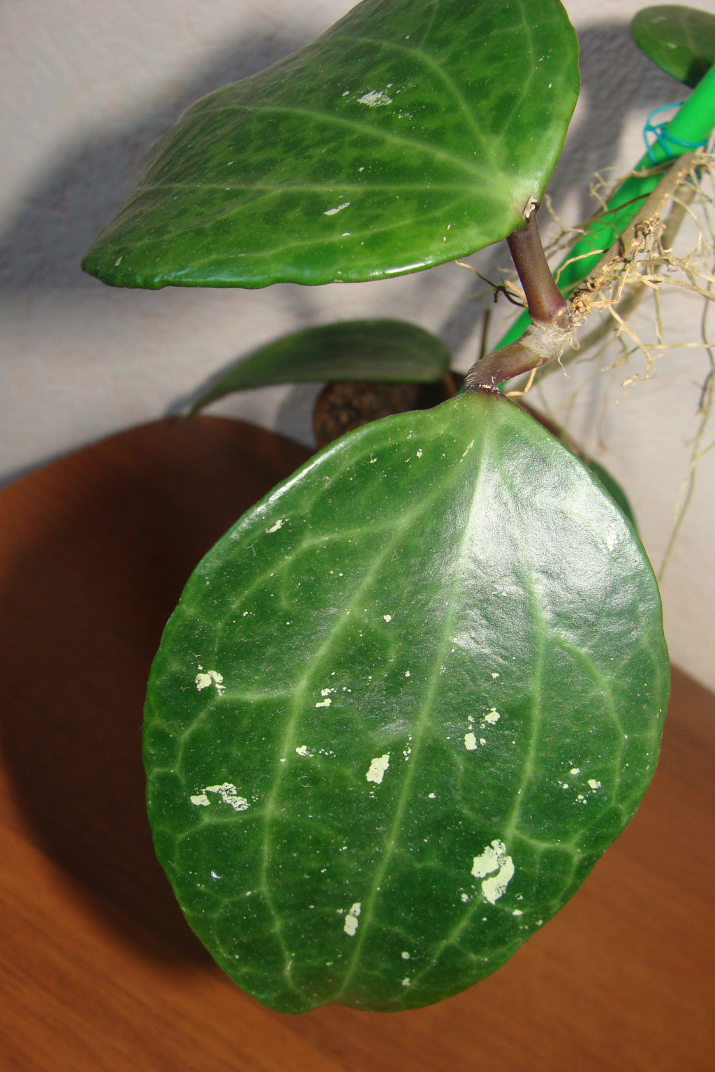 HOYA LATIFOLIA