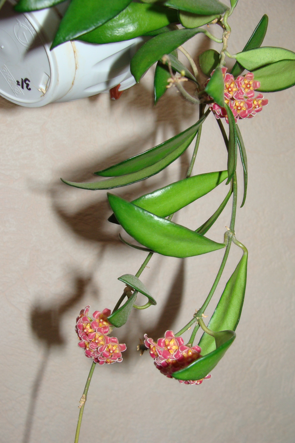 Hoya David Cumingii