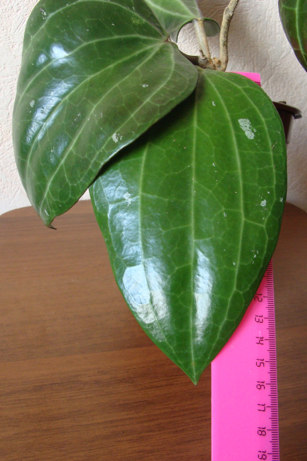  Hoya Macrophylla No1