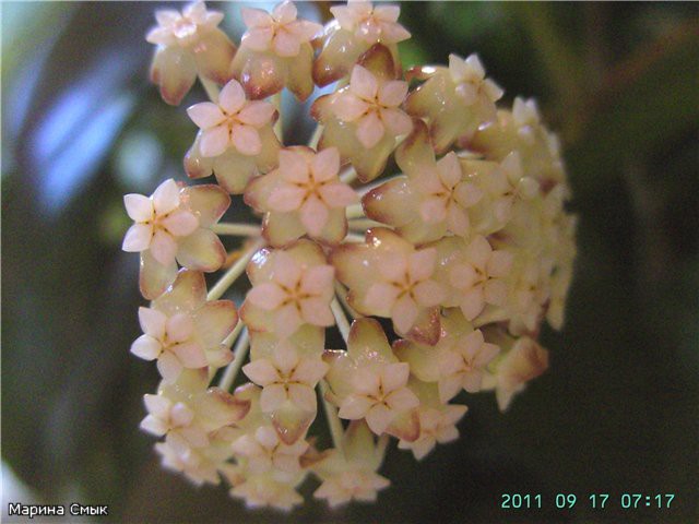 Hoya incrassata -   ..