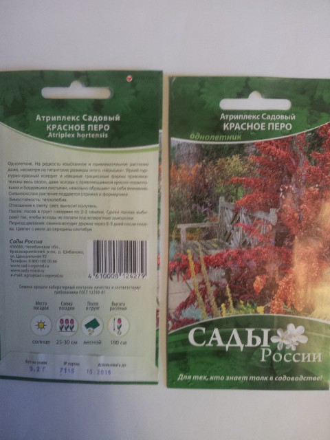 атриплекс садовый красное перо.jpg