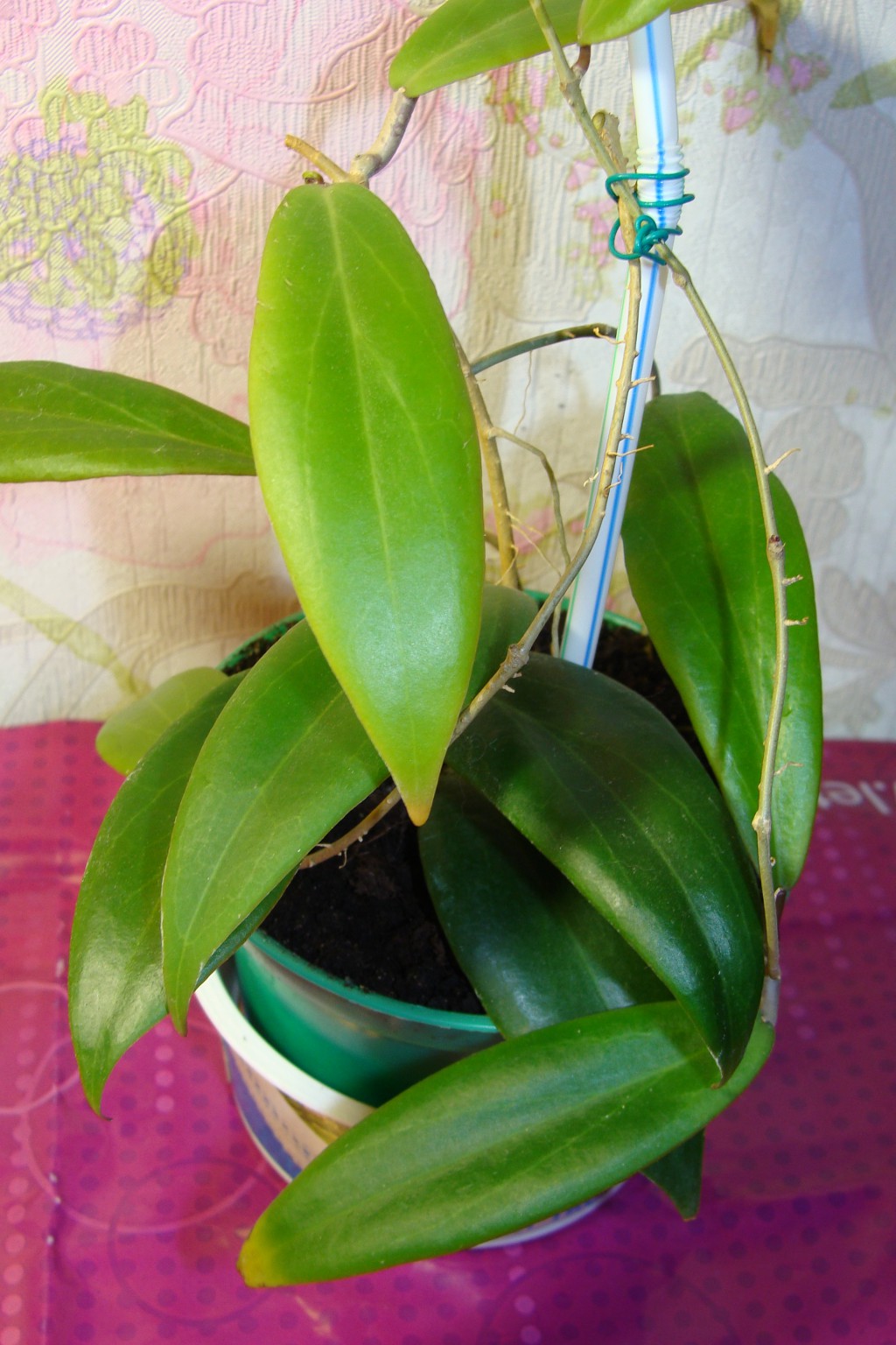 Hoya ilagiorum