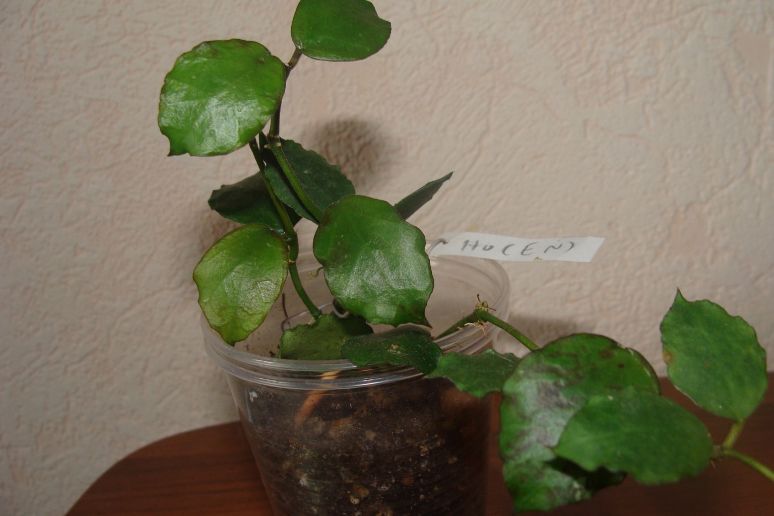 HOYA ENDAUENSIS