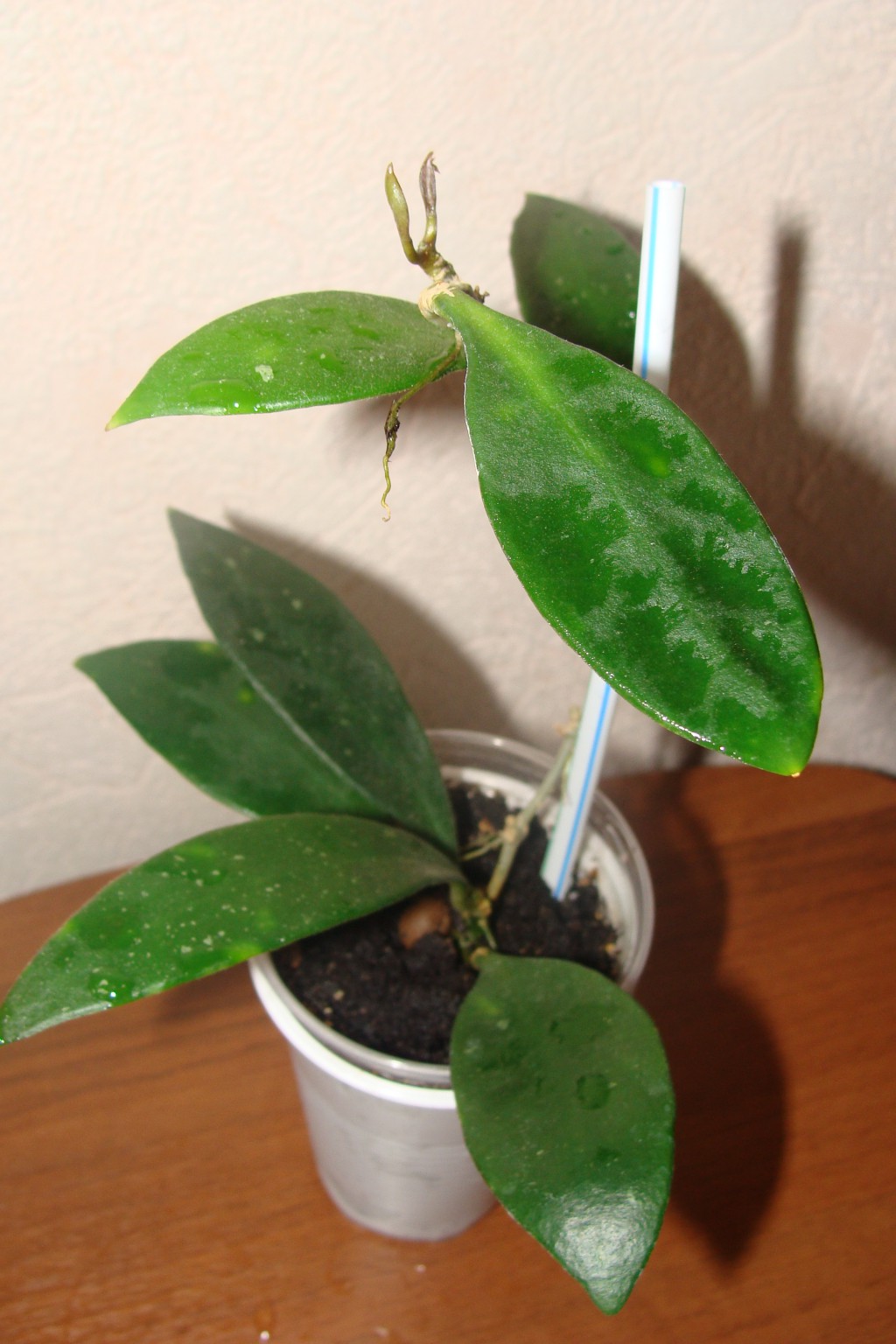 Hoya micrantha