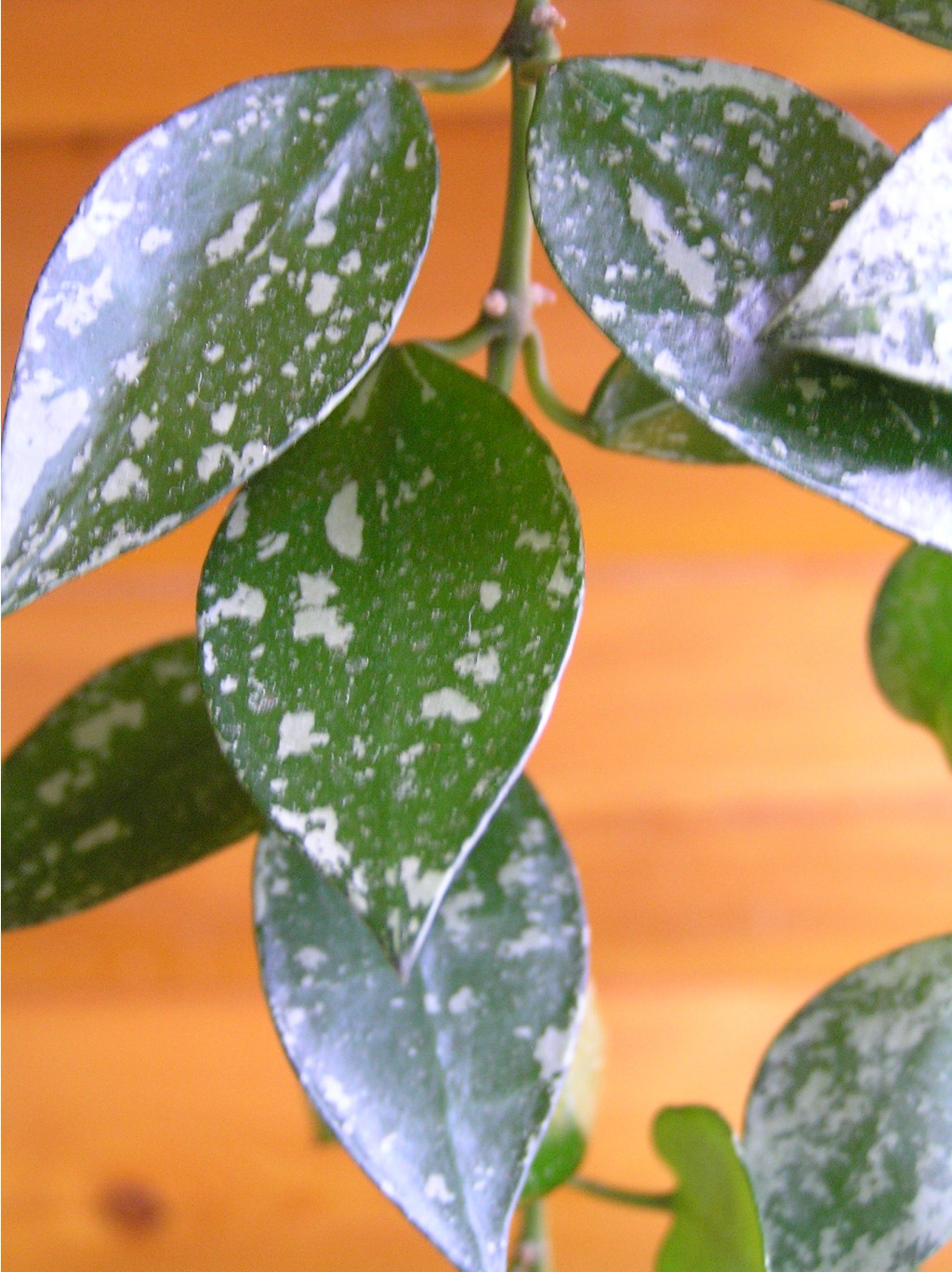 Hoya Lacunosa 'Eskimo