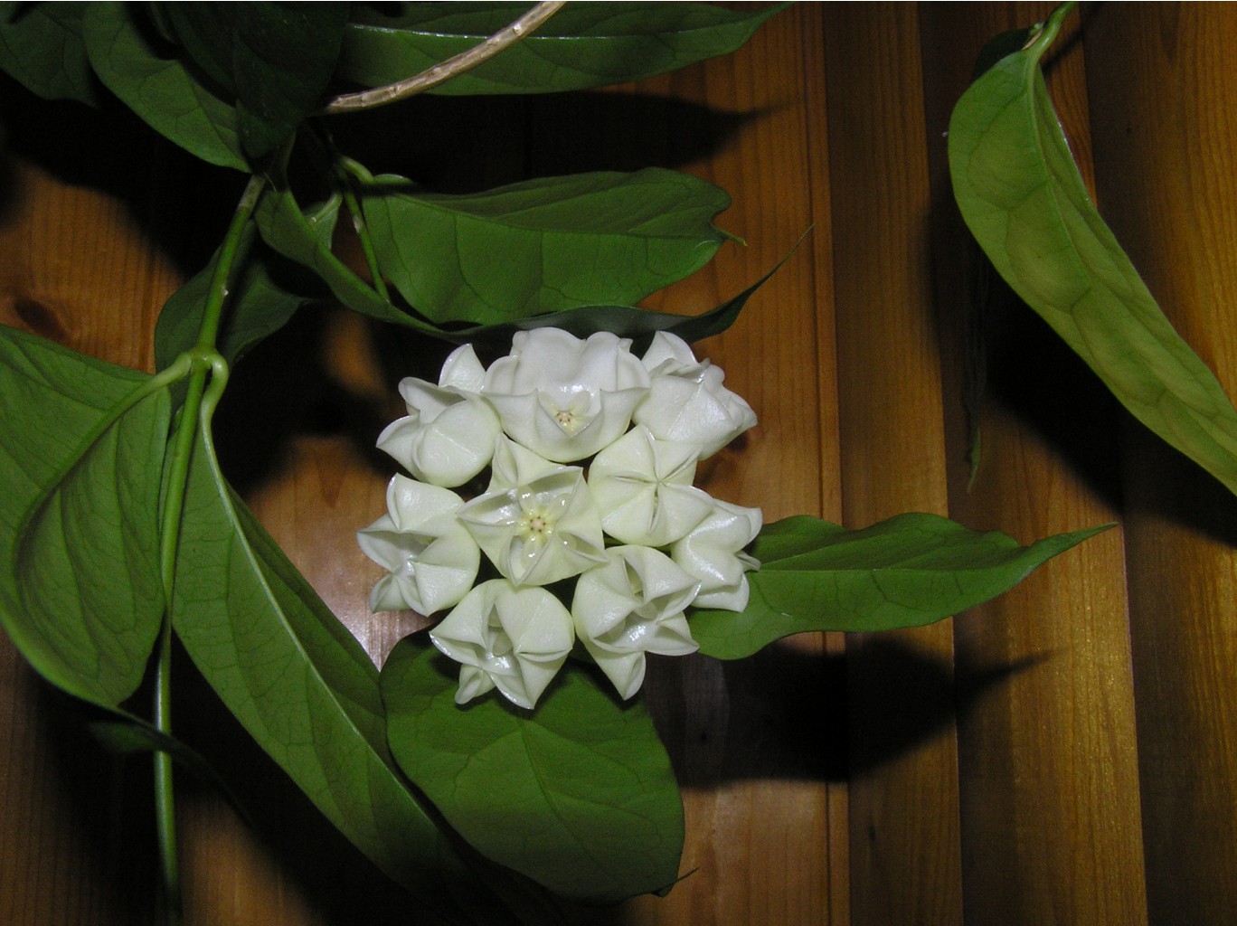  Hoya Campanulata