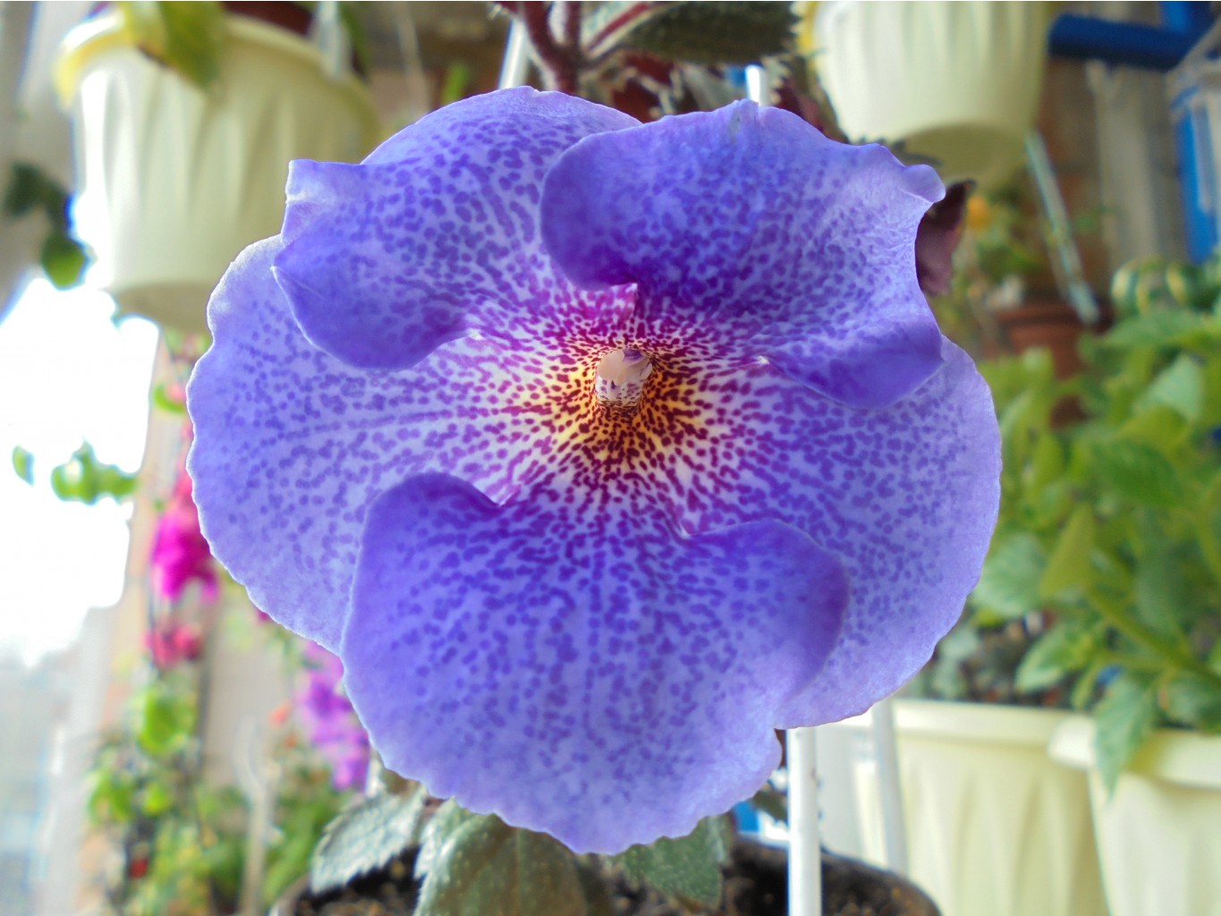 DSC00085.JPG