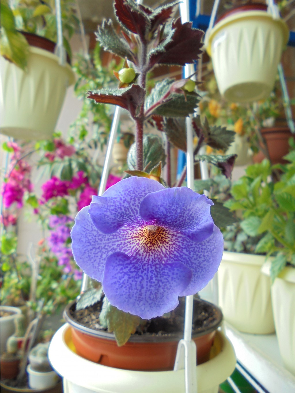DSC00086.JPG