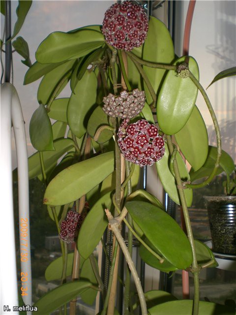 Hoya meliflua-    ..