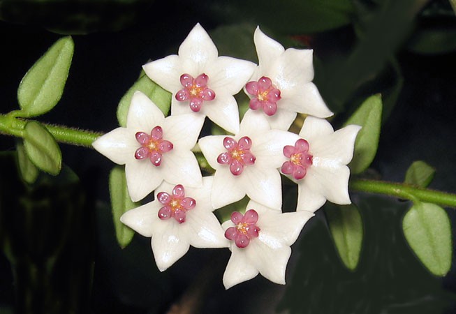 Hoya dickasoniana.jpg