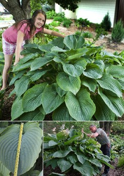 Hosta Empress Wu 508.  2 .jpg