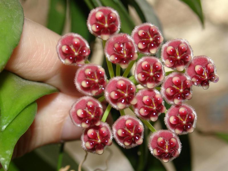 Hoya wayetii.jpg