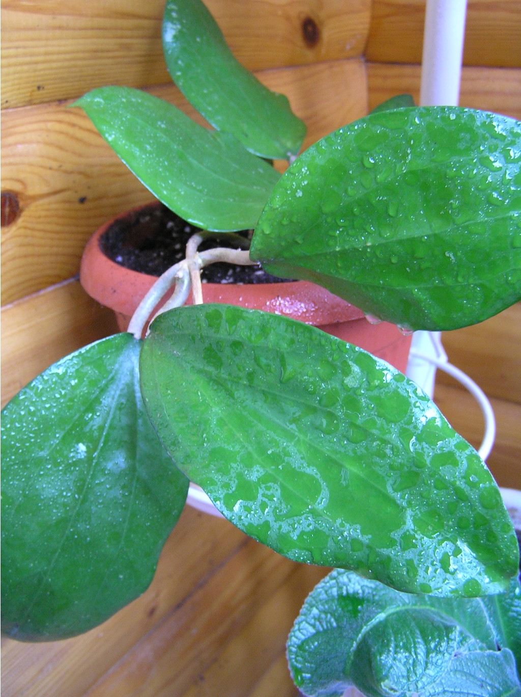 Hoya Purpureofusca