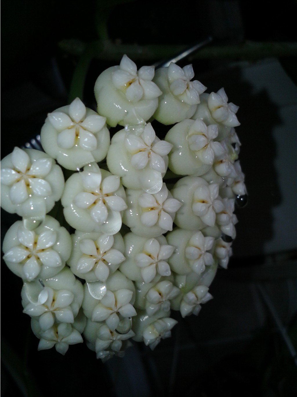 Hoya pachyclada