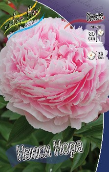 Paeonia Nancy Nora 462.  2 .