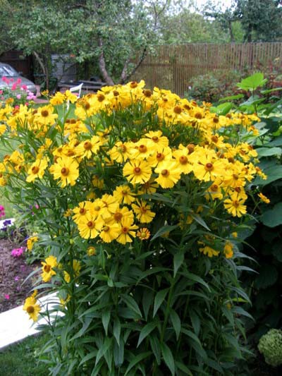 helenium1.jpg