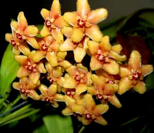Hoya flavida -   ...