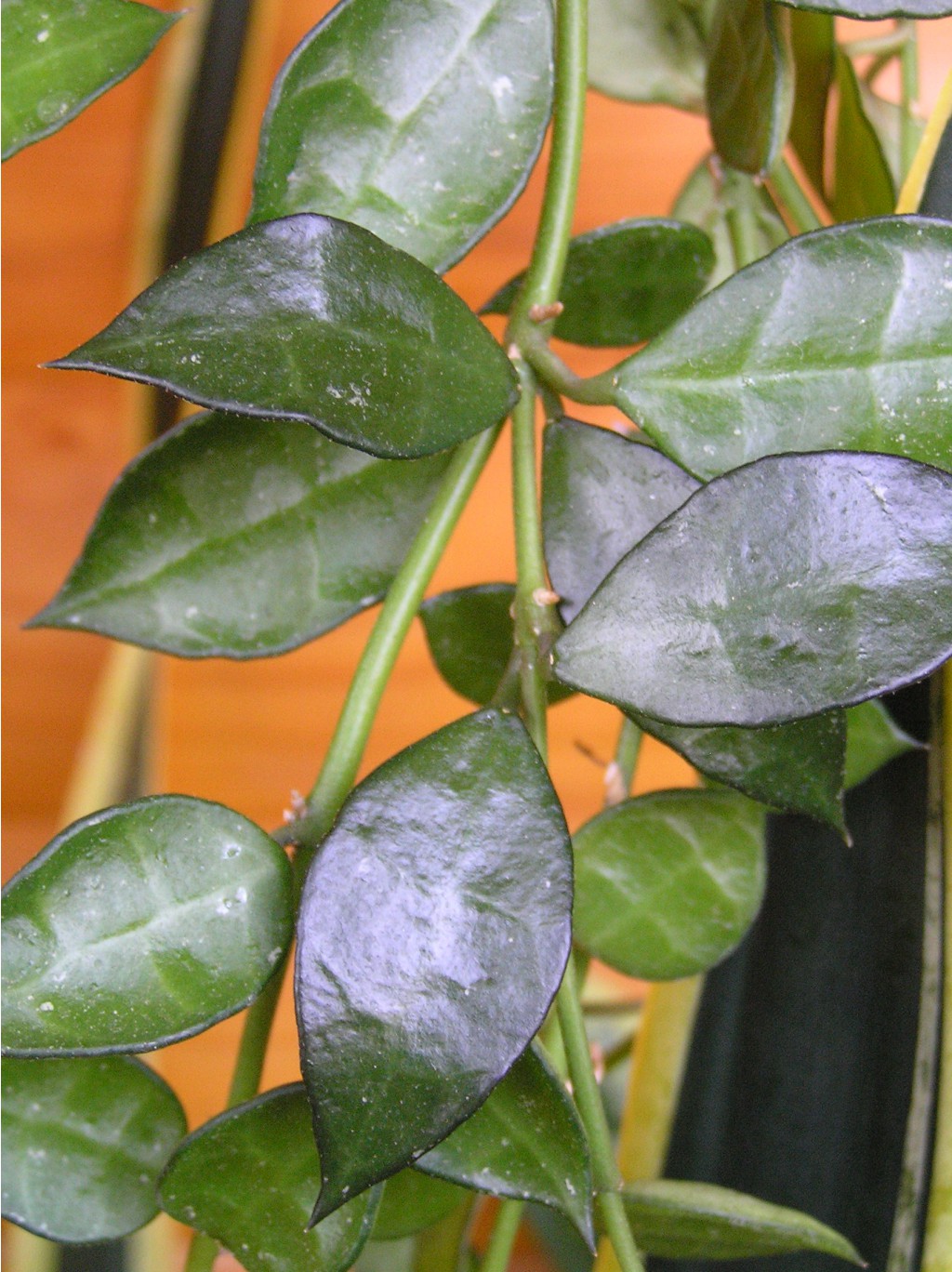 Hoya Lacunosa