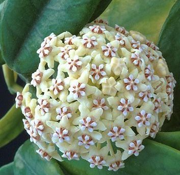 Hoya globulosa.jpg