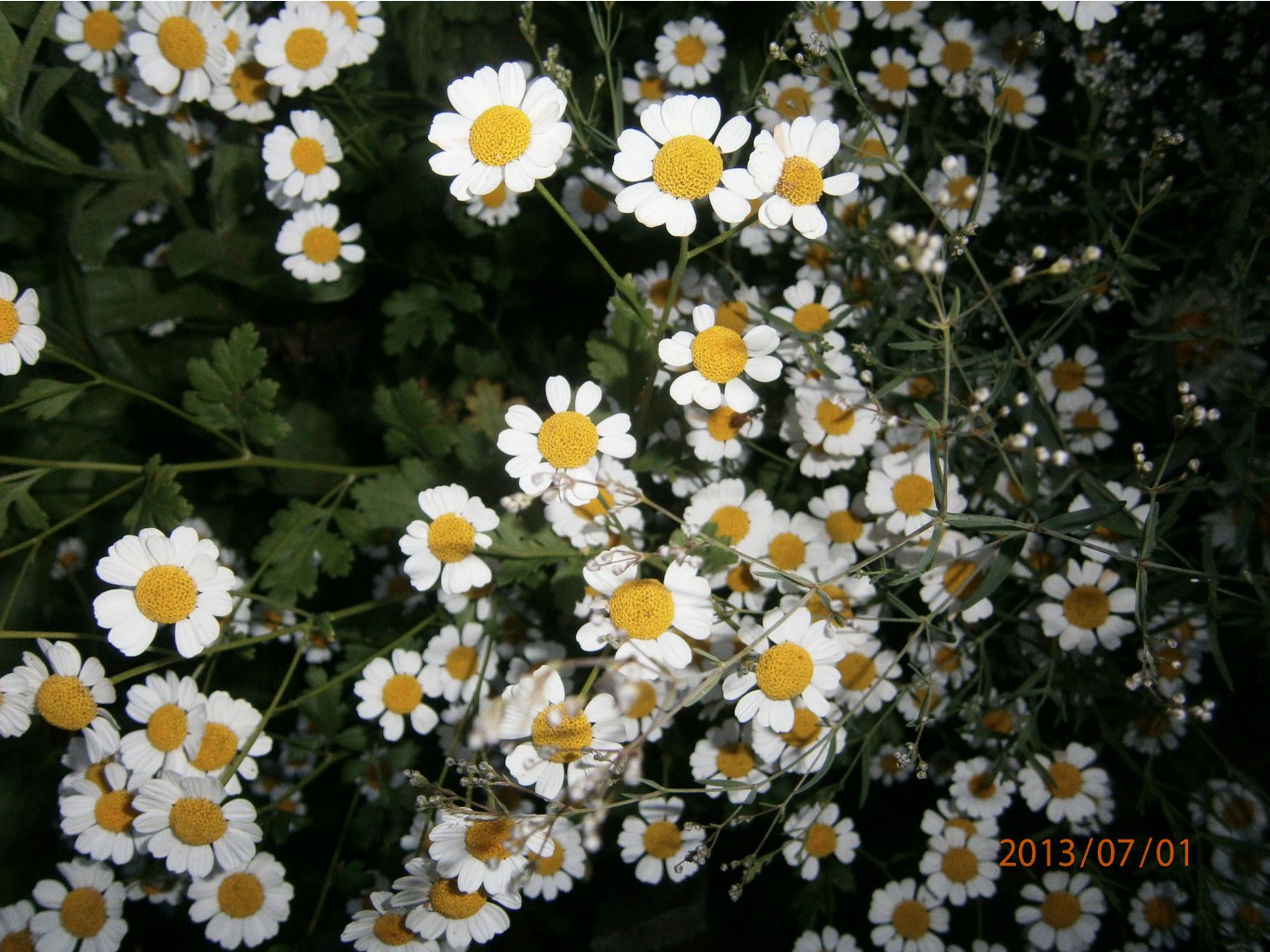   50