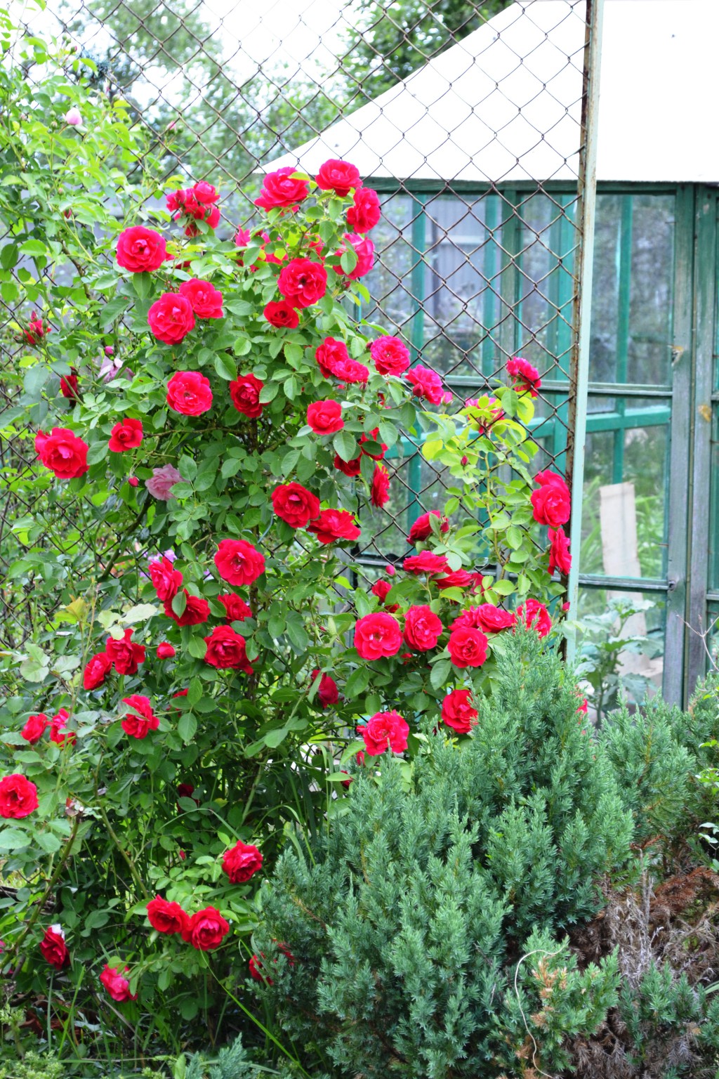 DSC_0233.JPG