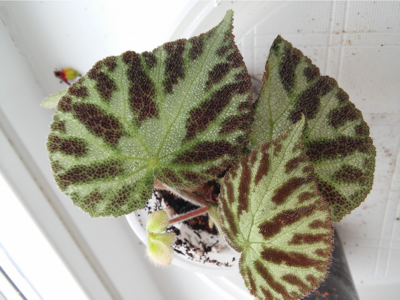 20150429_154203.jpg