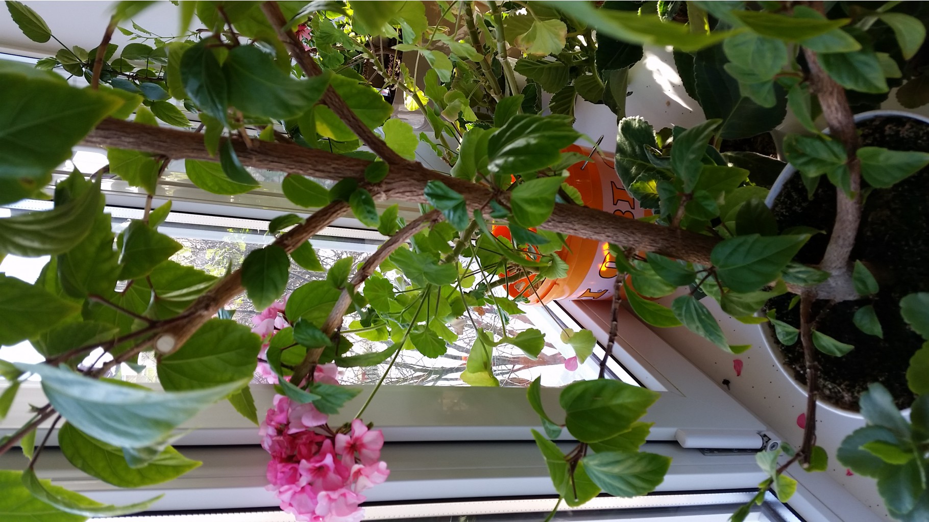 20150408_162332.jpg