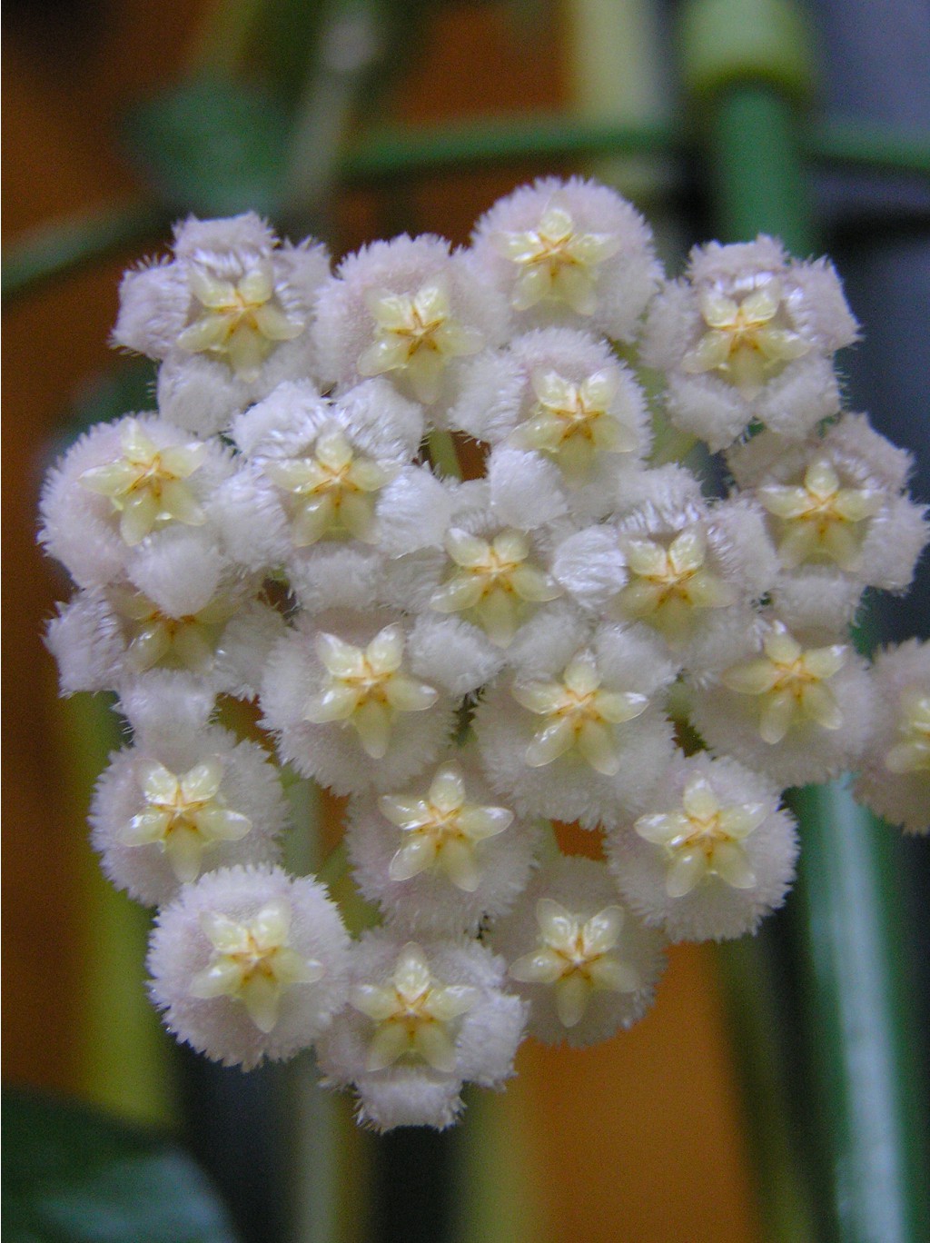 Hoya lacunosa 20.04.15.