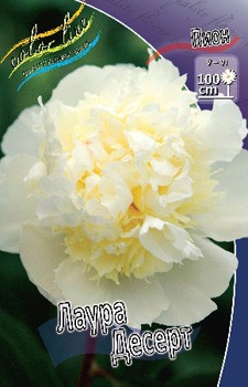 Paeonia Laura Dessert 560.  2 .