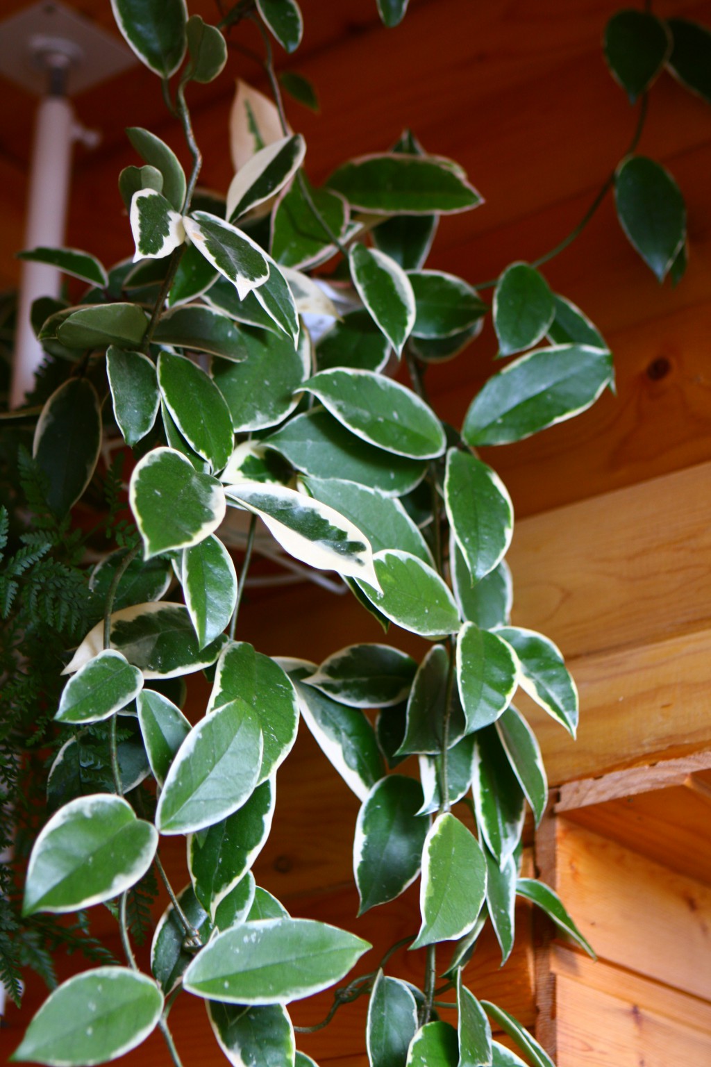 Hoya carnosa Variegata