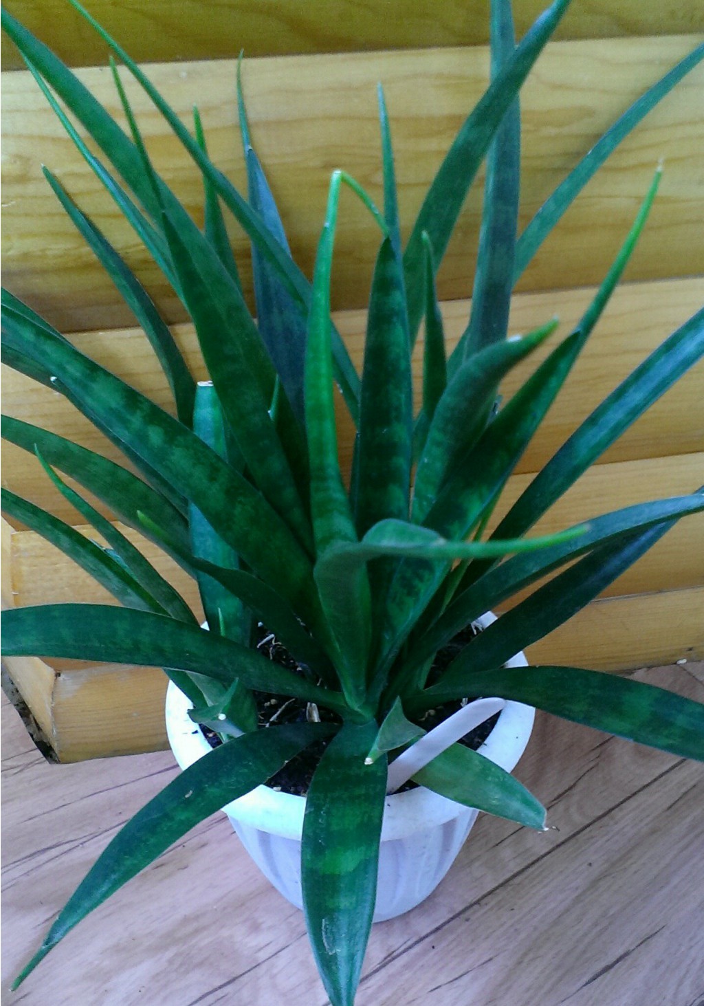 Sansevieria kirki friends 2015 .