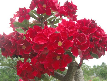 adenium strawberry-sunday