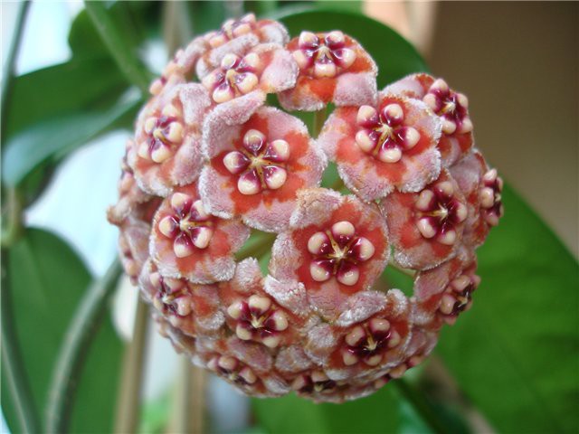 Hoya meliflua-   ..