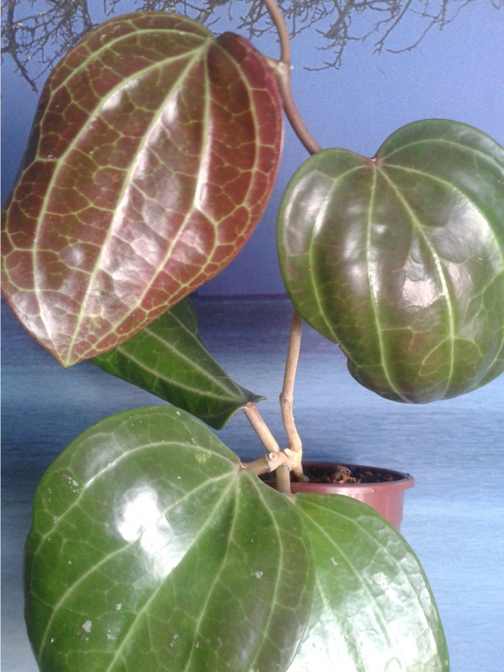 Hoya Macrophylla No1