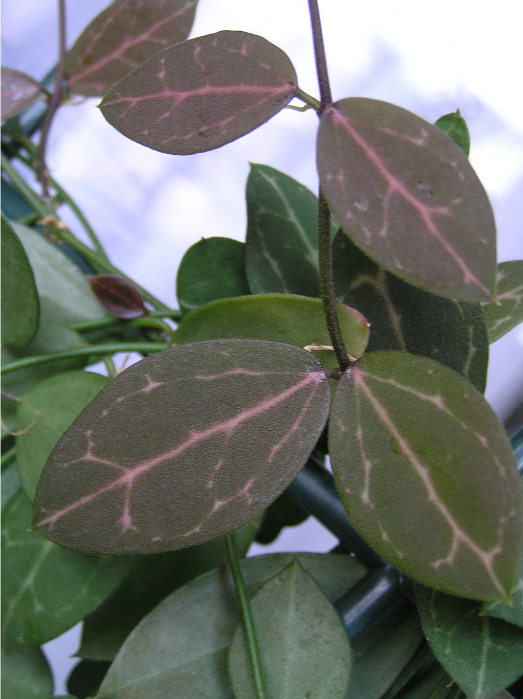 Hoya Dischidia ovata