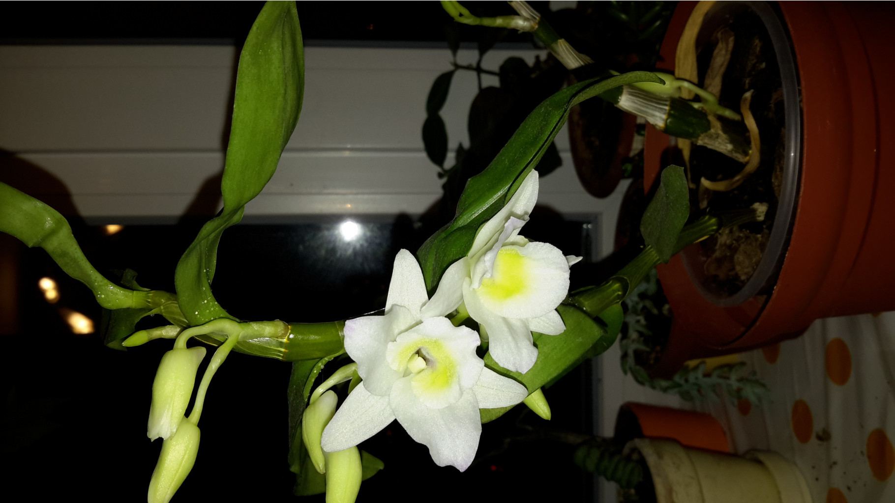 20141224_193334.jpg