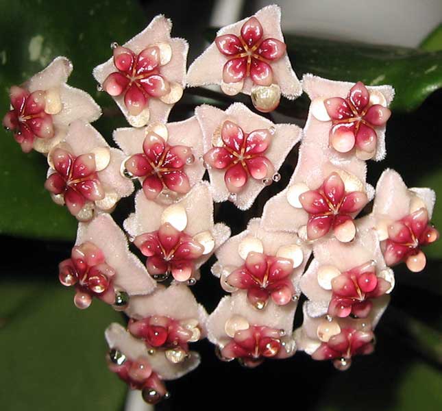 Hoya Obovata-  ....