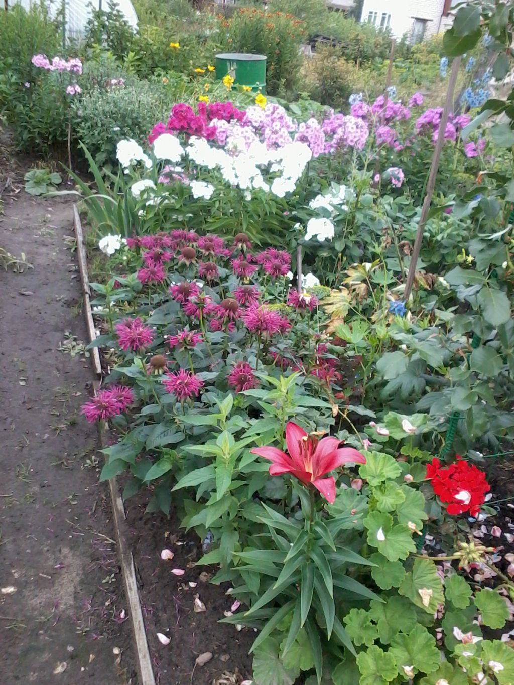 9090747.floksi_i_monarda.jpg