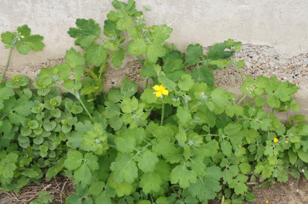 DSC07045.JPG