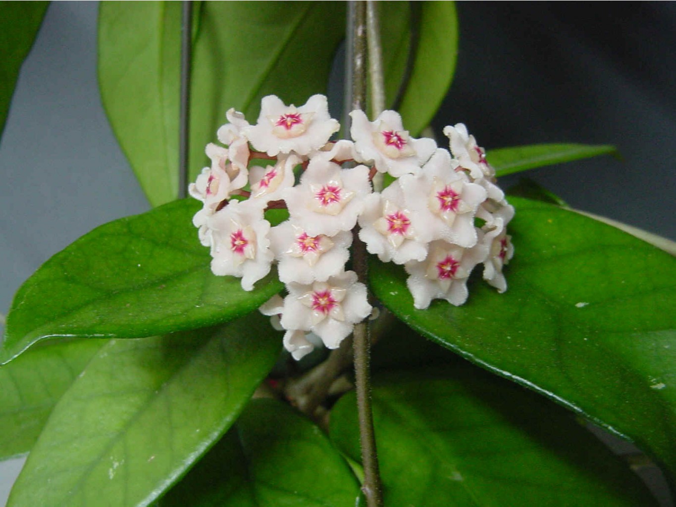 Hoya Dasyantha-   ....