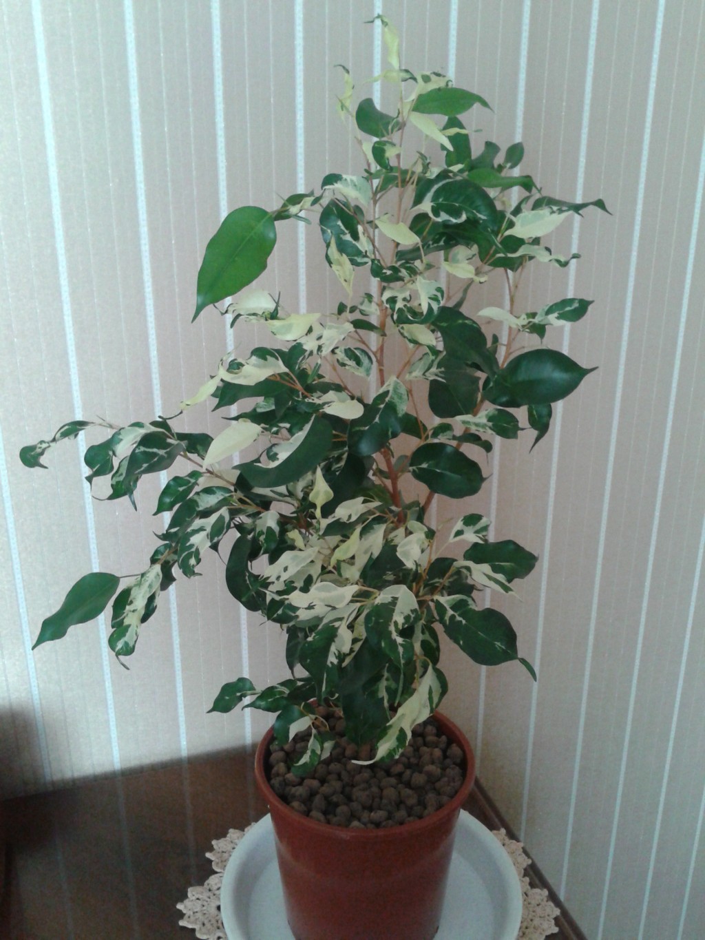 Ficus benjamina Fantasy.jpg