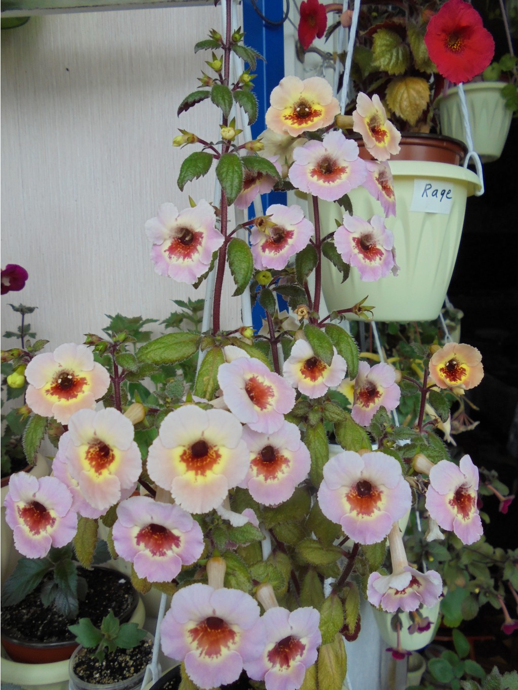 DSC00370.JPG