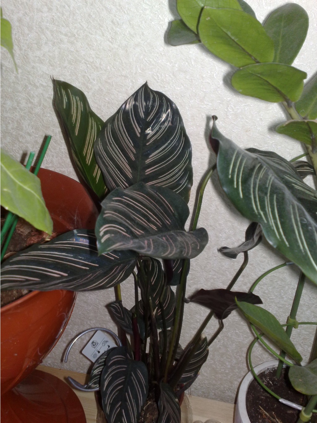 Calathea ornate ( ) <<>>