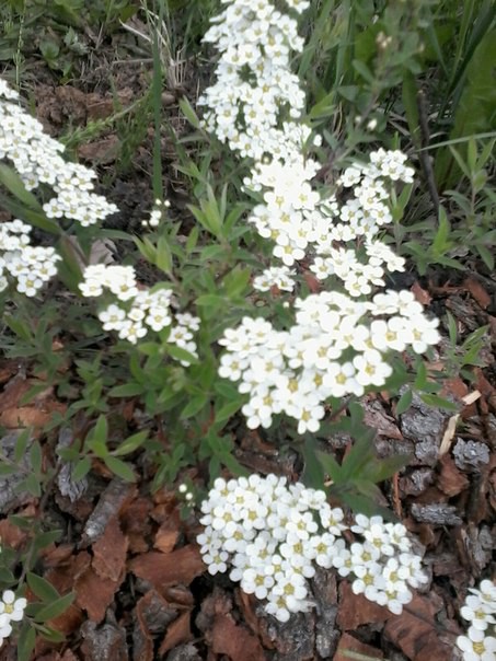 Spiraea cinerea 'Grefsheim