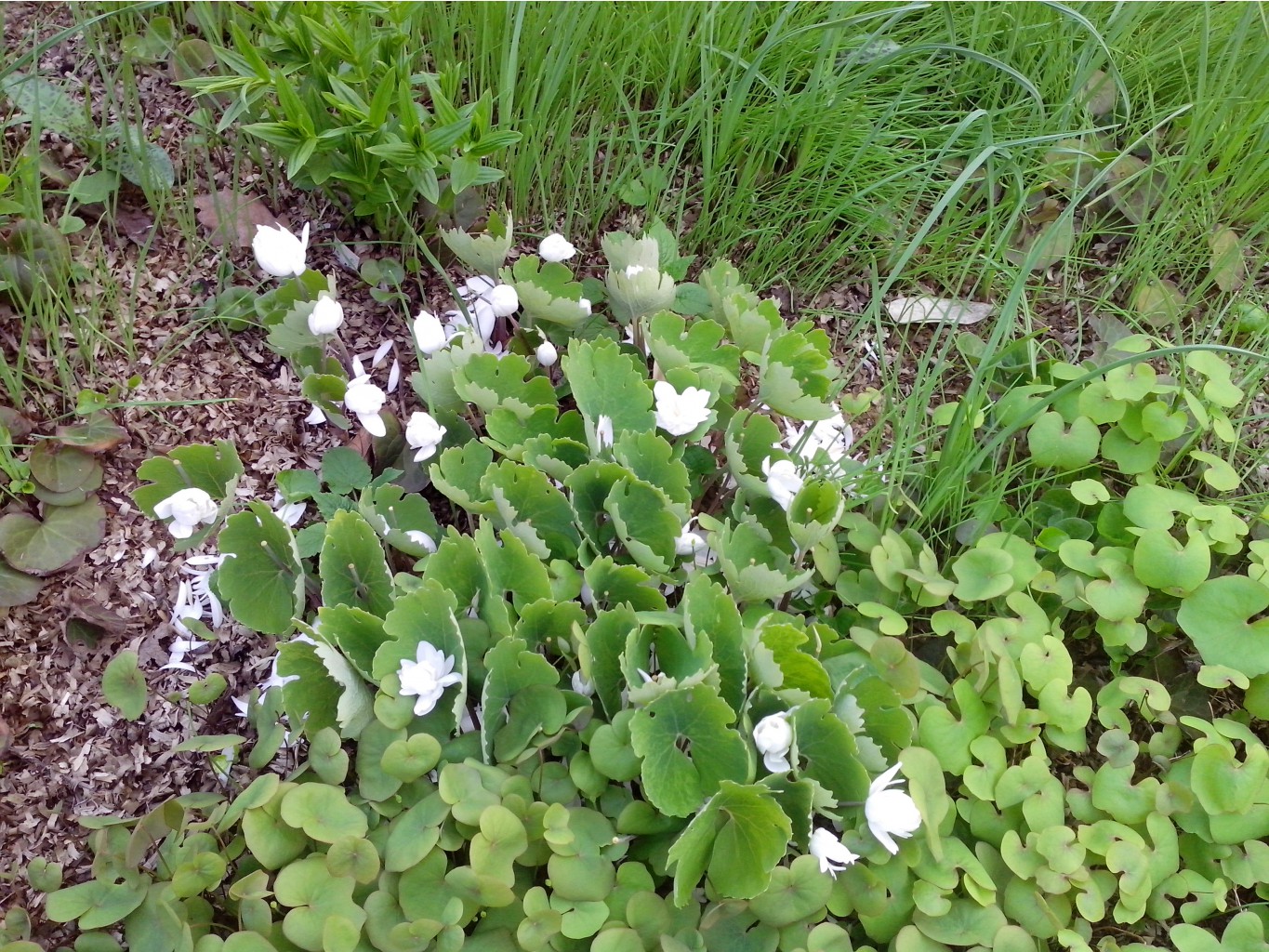 IMG_20150504_185302.jpg