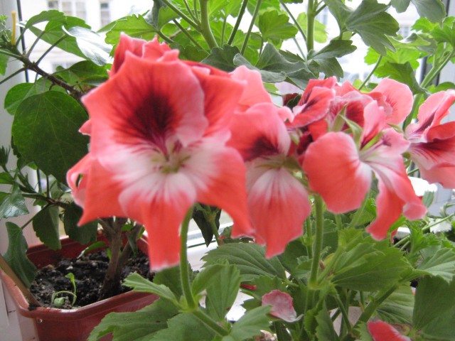 IMG 4085.JPG
